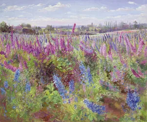 Delphiniumfeld und Kirche