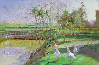 Weide und Gänse