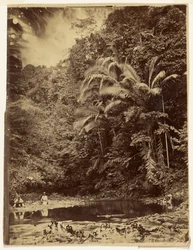 [Dschungelszene mit Palmen und anderem dichtem Blattwerk, Darién-Expedition, Landenge von Panama]