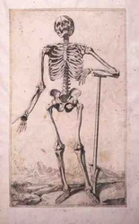 Anatomische Studie, von Domenico Maria Bonavera (geb. 1640)