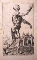 Anatomische Studie, von Domenico Maria Bonavera