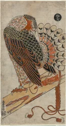 Sperber (Konori taka)