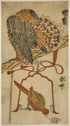 Sperber und Ara (Konori taka, inko)