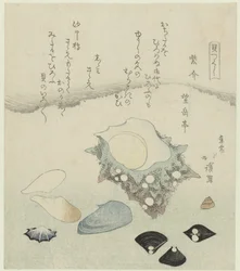 Lila Muschel, Süßwassermuscheln und eine Turbanmuschel