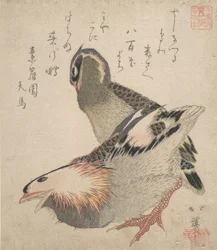 Zwei Vögel