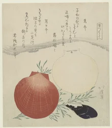 Süßwassermuschel und japanische Sonnen- und Mondmuschel