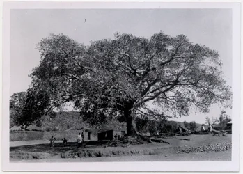 Baum mit breiter Krone vor Dorfmauer, Axum, Äthiopien, Fotografie von Ugo Monneret de Villard