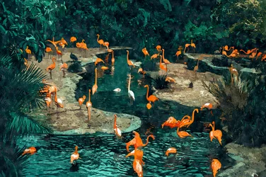 Flamingos in den Tropen