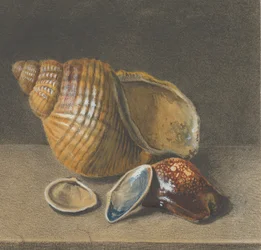 Eine Kaurimuschel und eine größere und zwei kleinere Muscheln, spätes 17. bis mittleres 18. Jahrhundert