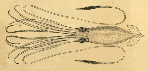 Ein Diagramm des Riesenkalmars, 1881