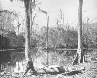 Ein Zufluss des St. Johns River, Florida, USA, ca. 1900