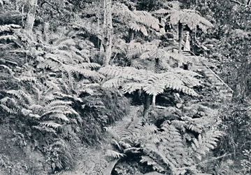 Ein Wald von Baumfarnen, Leura, Blue Mountains, um 1900