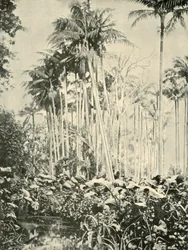 Ein Hain von Palmen, 1901
