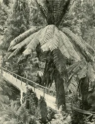 Eine rustikale Brücke
