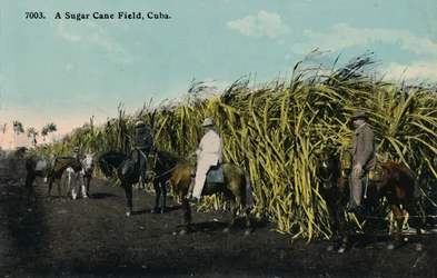 Ein Zuckerrohrfeld, Kuba, 1912