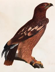 Eine Farbillustration eines braunen Vogels