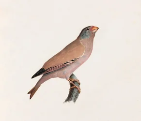 Eine Farbillustration eines Vogels
