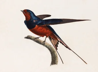 Eine Farbillustration eines braunen und blauen Vogels