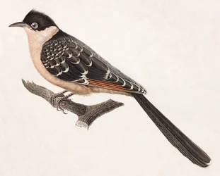 Farbillustration eines grauen Vogels