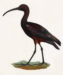 Eine Farbillustration eines langgeschnäbelten Vogels