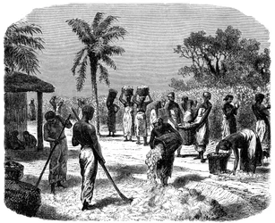 Eine Baumwollplantage, um 1880