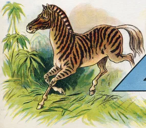 Ein Zebra