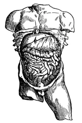 Bauchhöhle und deren Inhalt, 1543