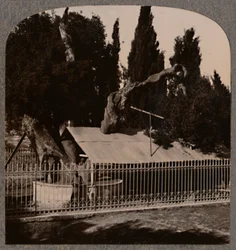 Abrahams Eiche bei Hebron, um 1900