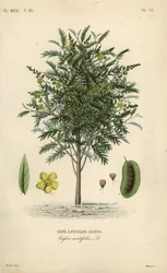 Alexandrinische Senna, Senna alexandrina, Cassia acutifolia