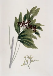Piment, 1823