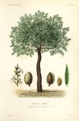 Mandelbaum