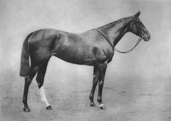 Americus Mädchen, 1911