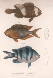 Amphiprion bifasciatus. Pomacentris pavo. Glyphisodo, um 1850er Jahre