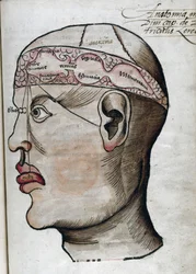Anatomie 16. Jahrhundert: Schnitt durch das Gehirn zur Untersuchung der Lokalisation verschiedener Gehirnfunktionen und der damit verbundenen Organe des Kopfes