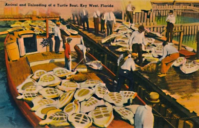 Ankunft und Entladung eines Schildkrötenbootes, Key West, Florida, ca. 1940er Jahre
