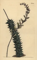 Astroloba foliolosa (Kleinblättrige Aloe)