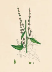 Atriplex Smithii. Smiths Melde, 19. Jahrhundert