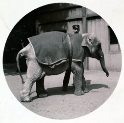 Babyelefant im Zoo, um 1890