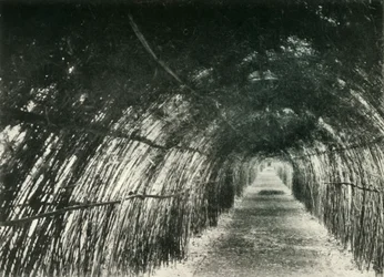 Bambusallee in Barrackpore, 1904