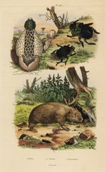 Bambuspilz, Skarabäus-Dungkäfer und Gemeiner Wombat