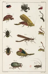 Käfer und andere Insekten, Südamerika