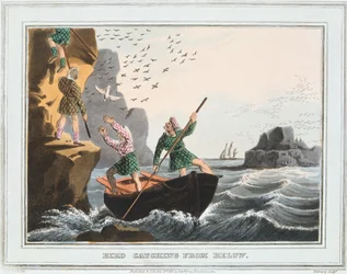Vogeljagd von unten, Shetlandinseln, 1813
