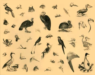 Vögel