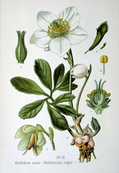 Schwarze Nieswurz, 1893