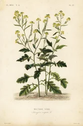 Schwarzer Senf