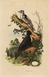 Schwarzspecht, Dryocopus martius, und Buntspecht, Dendrocopos major