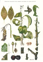 Botanische Tafel/Obstbaumparasiten