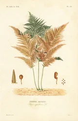 Adlerfarn