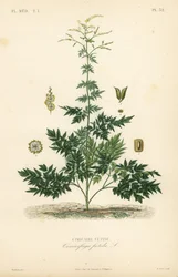 Silberkerze oder Traubensilberkerze, Actaea cimicifuga, Stinkende Traubensilberkerze