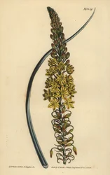 Bulbine asphodeloides (Glaukosblättriges Antherikum, Anthericum longiscapum)
